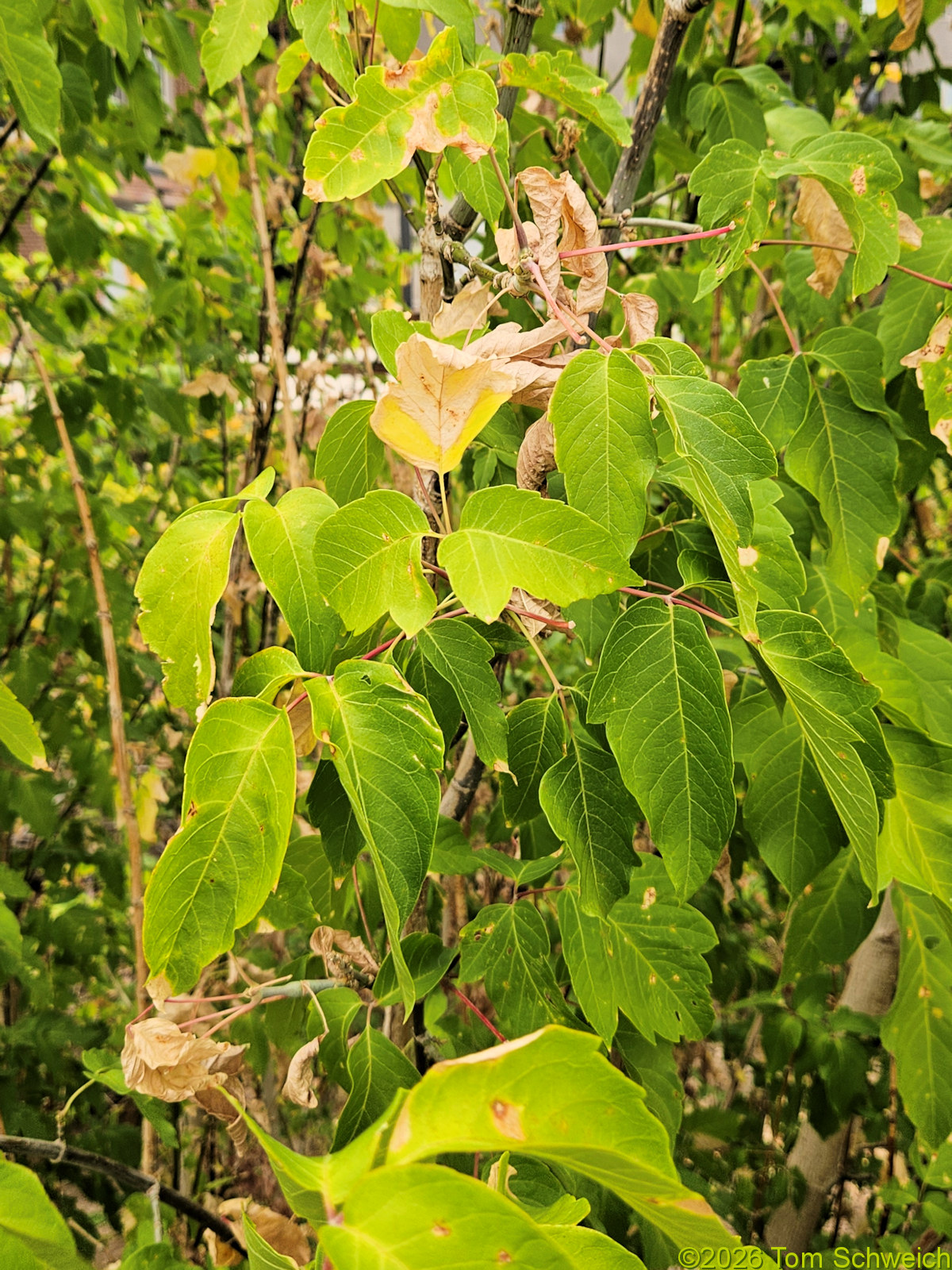 Sapindaceae, Acer negundo