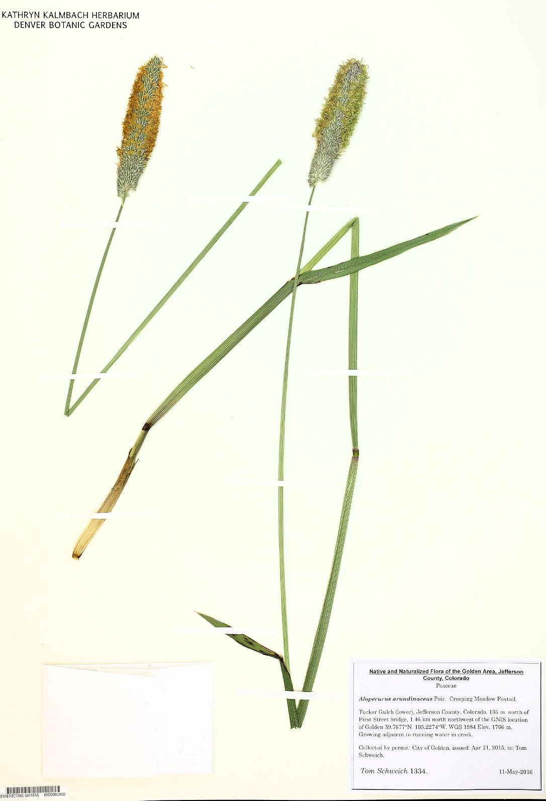 Poaceae, Alopecurus arundinaceus