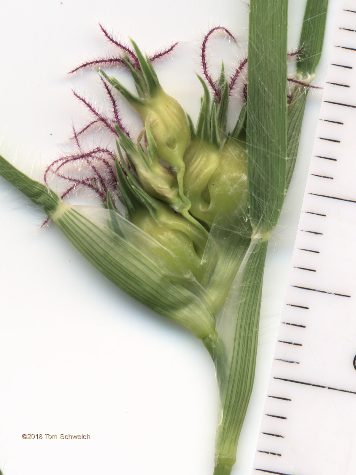 Poaceae Buchloe dactyloides