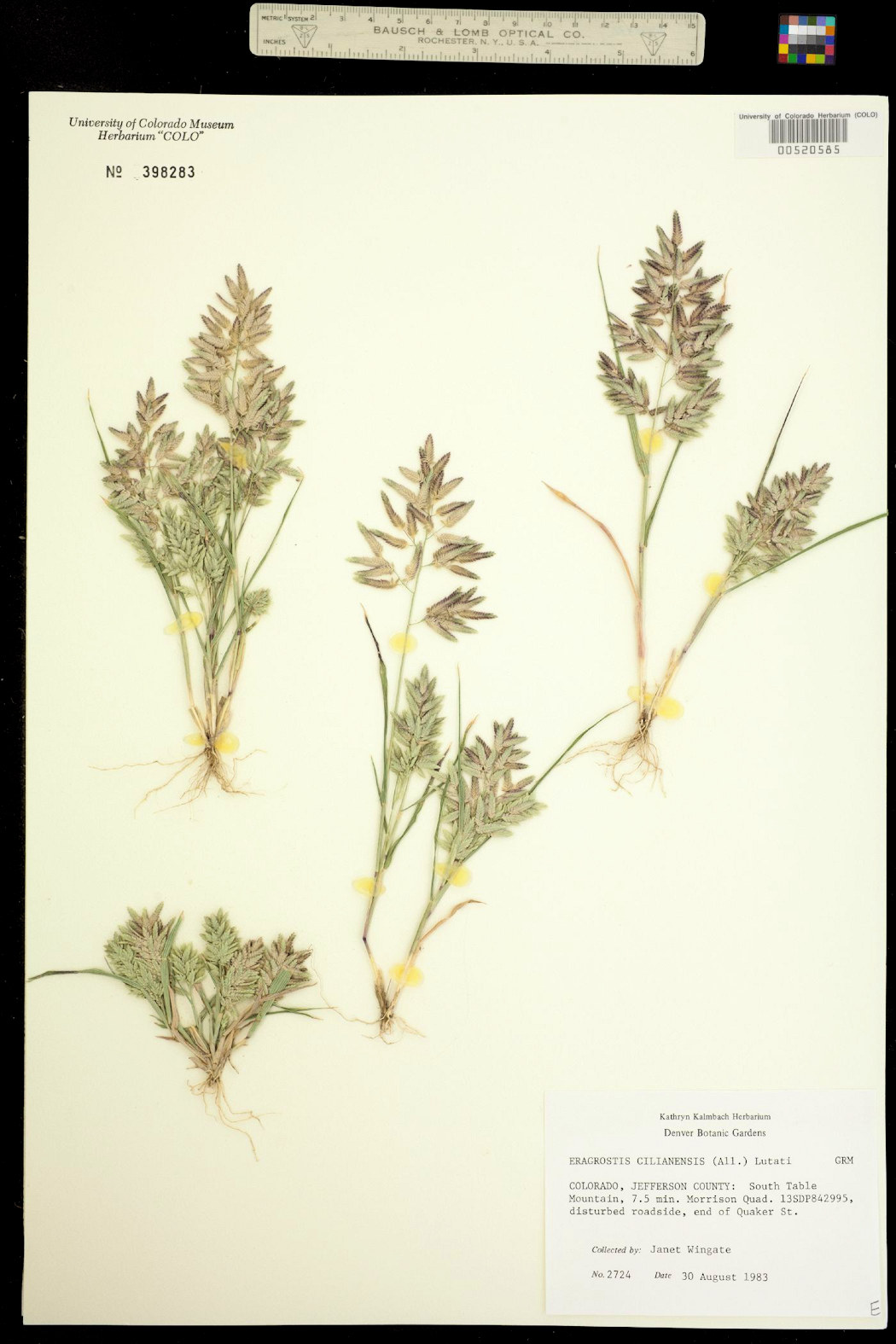Poaceae Eragrostis cilianensis