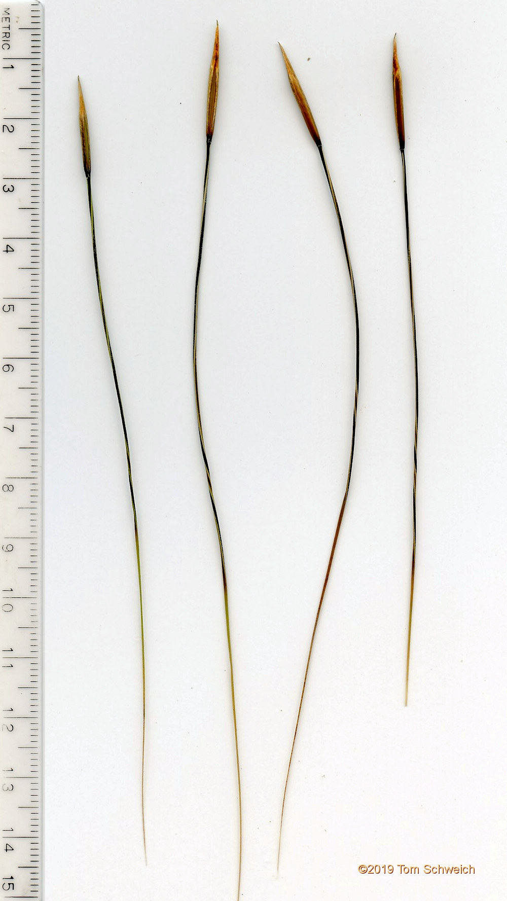 Poaceae Hesperostipa spartea