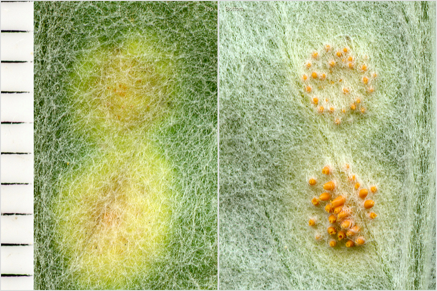 Asteraceae Artemisia ludoviciana