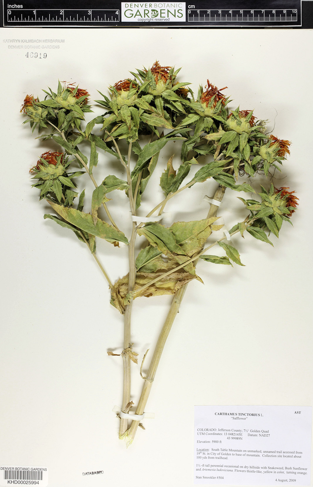 Asteraceae, Carthamus lanatus