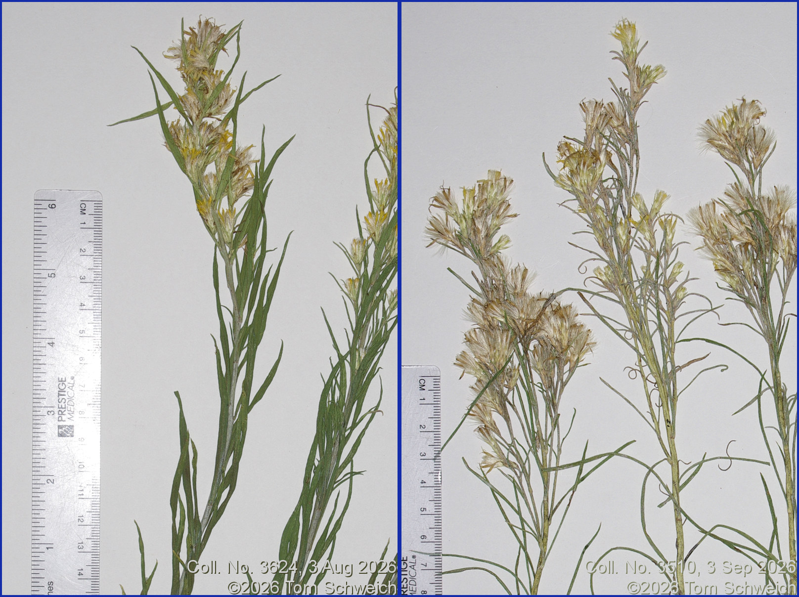 Asteraceae, Ericameria parryi