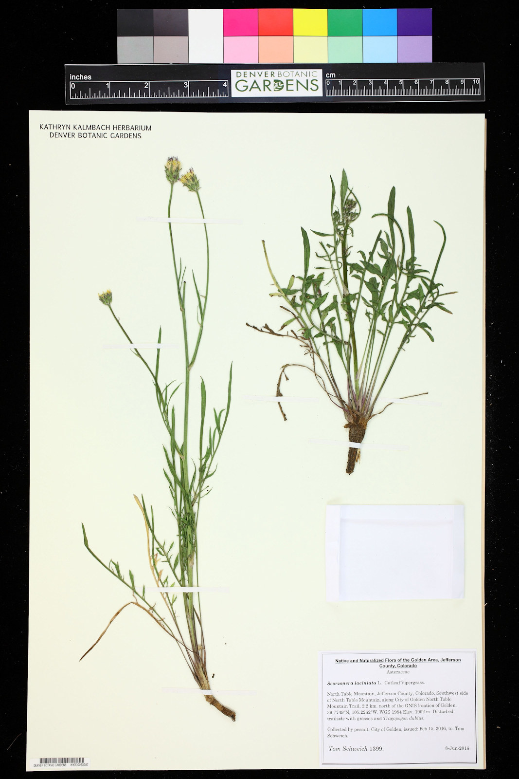 Asteraceae Scorzonera laciniata