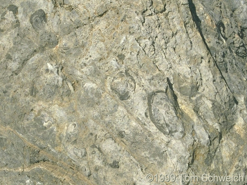 Close-up of fossiliferous limestone on Kelbaker Road.