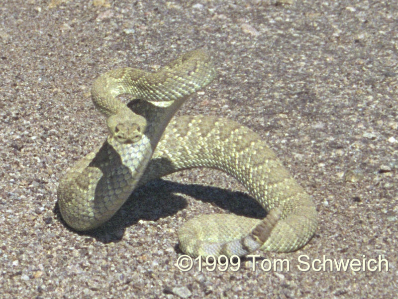 Rattlesnake on Cedar Canyon Road.