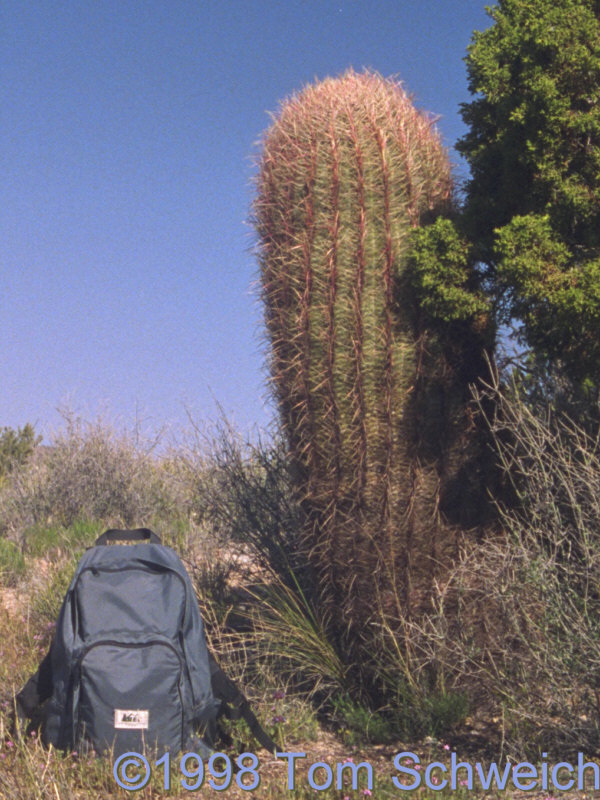 Barrel Cactus (<I>Ferocactus cylindracus</I>) at the base of the south side of Pinto Mountain.