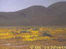 Full Size Image