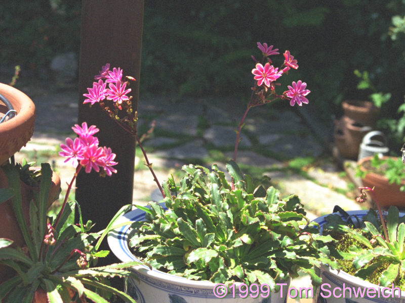<I>Lewisia cotyledon</I> in my garden in Alameda.