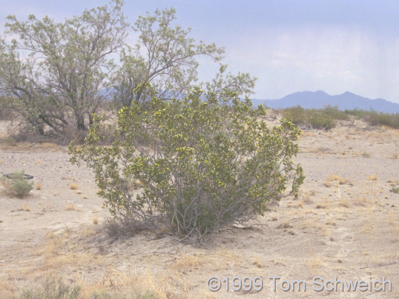 <I>Larrea tridentata</I> 