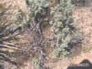 Full Size Image
