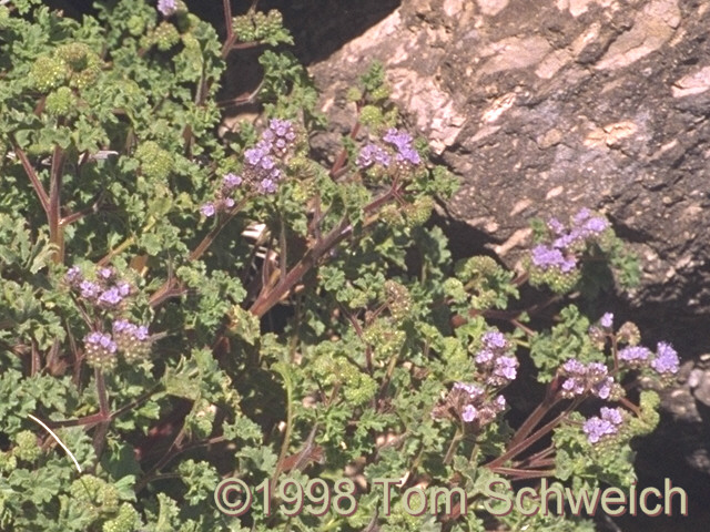 Boraginaceae Phacelia pedicellata
