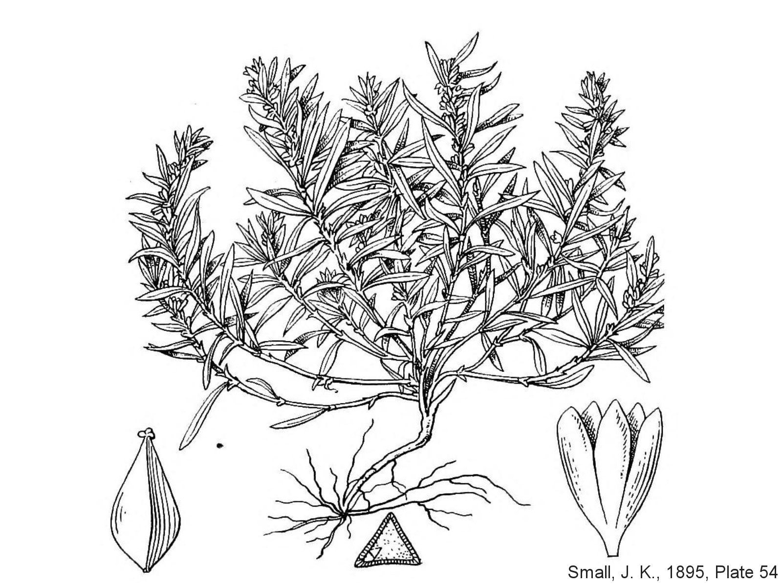 Polygonaceae, Polygonum polygaloides kelloggii