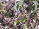 Full Size Image