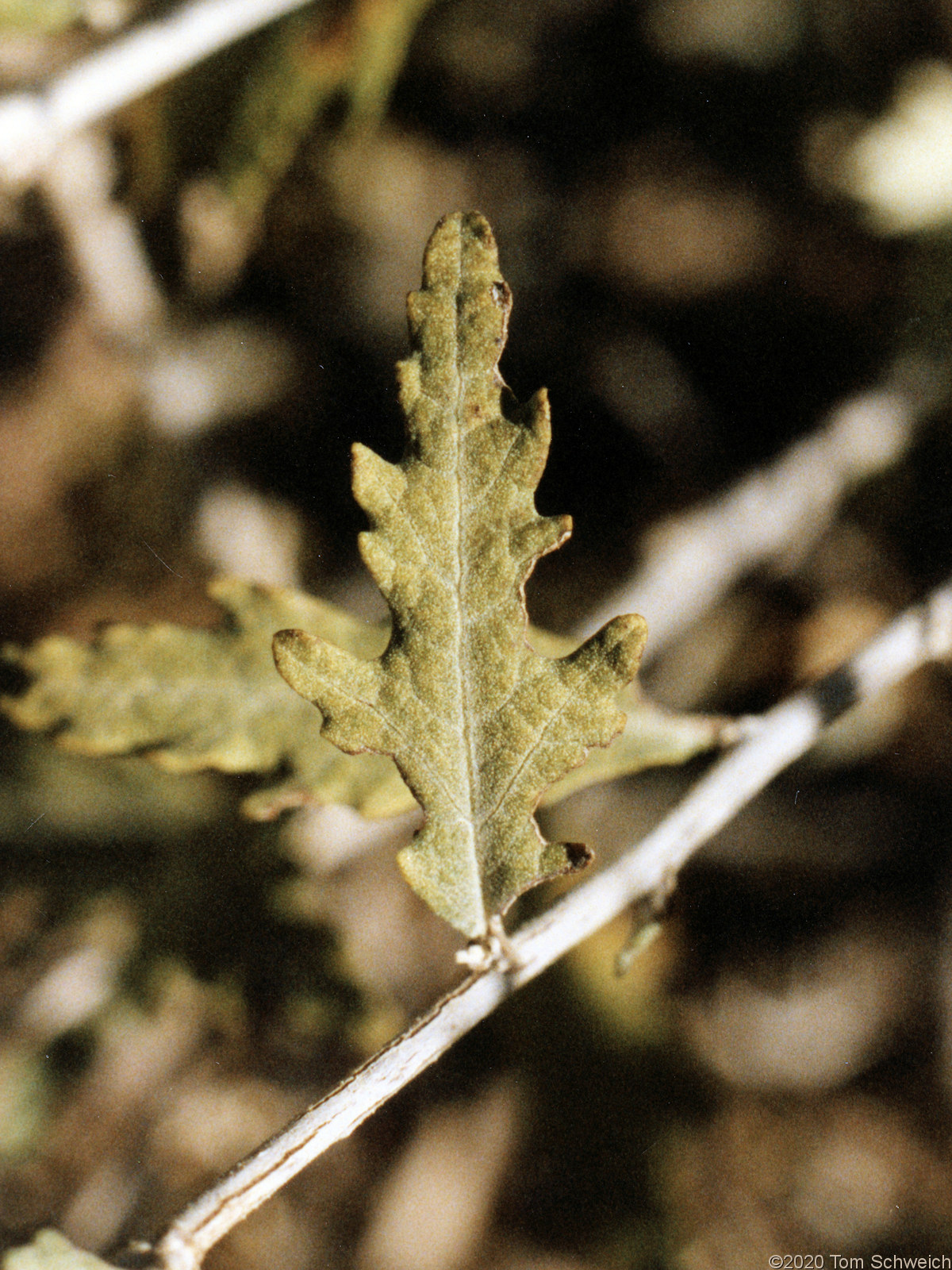 Asteraceae Ambrosia eriocentra