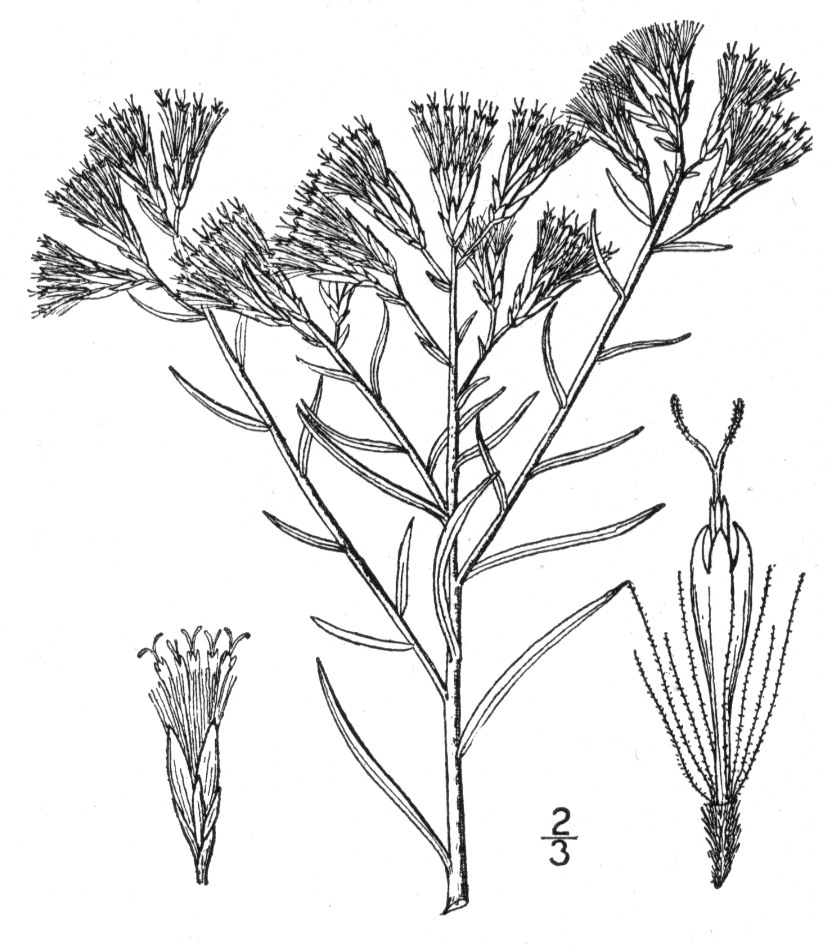 Asteraceae Ericameria nauseosa