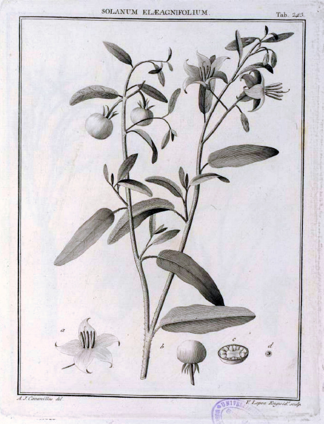 Solanaceae Solanum elaeagnifolium