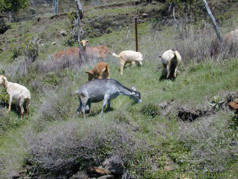 Goats grazing along the road above Capileira