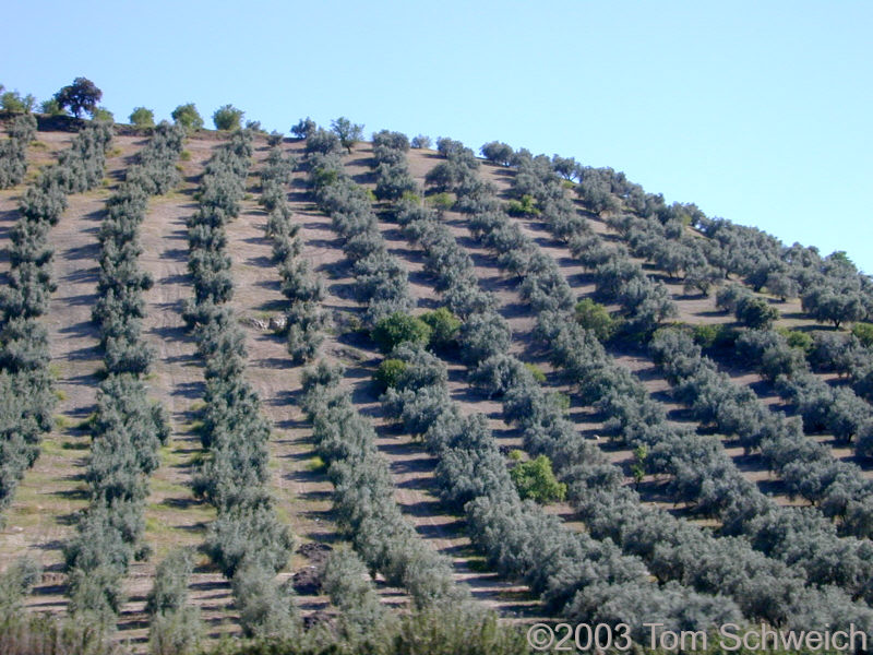 Olive trees on a hillside between Sevilla and Granada.