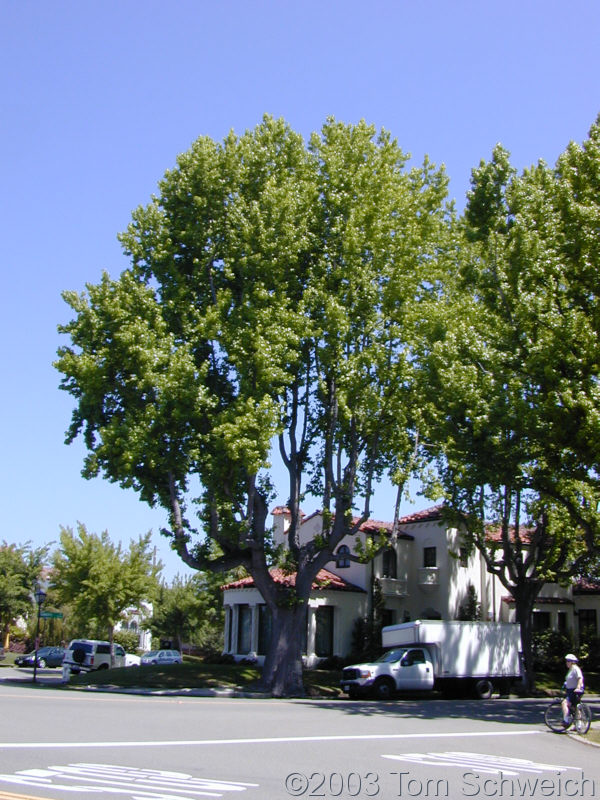 London Plane-Tree at Gibbons, Cambridge, and Southwood, June 1, 2003