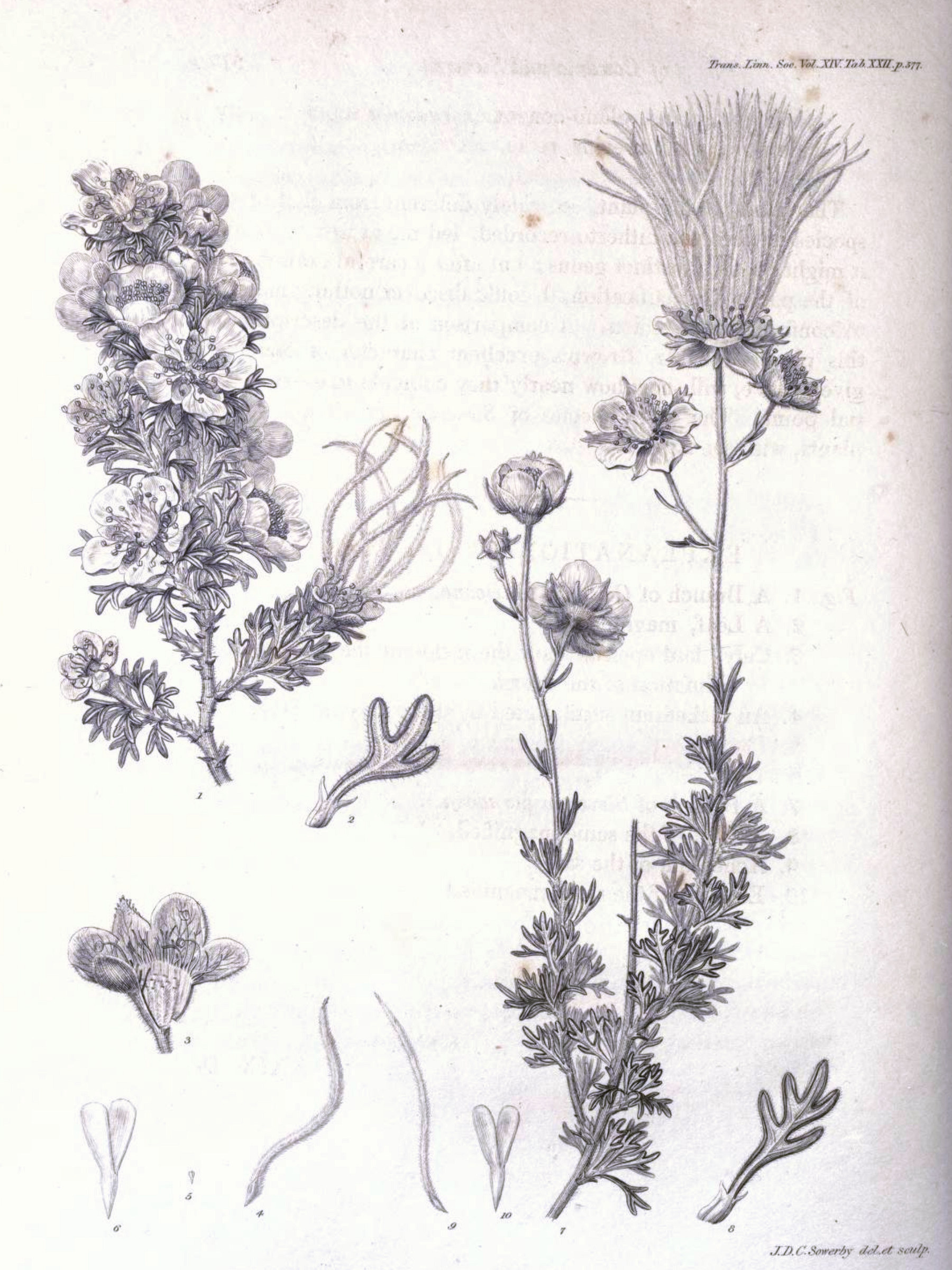 Rosaceae Fallugia paradoxa