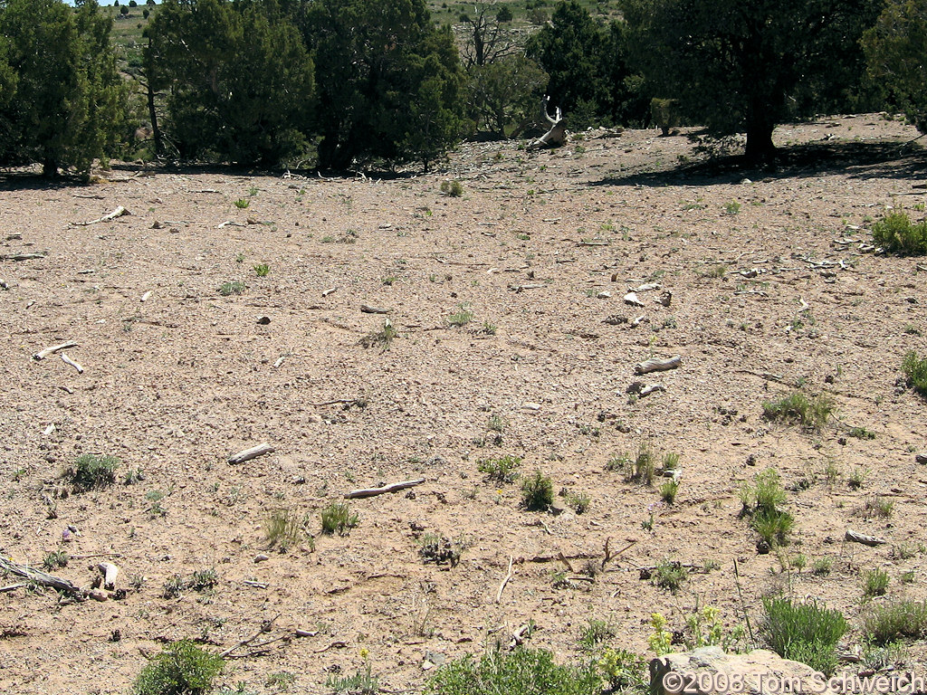 Utah, Emery County, Cedar Mountain