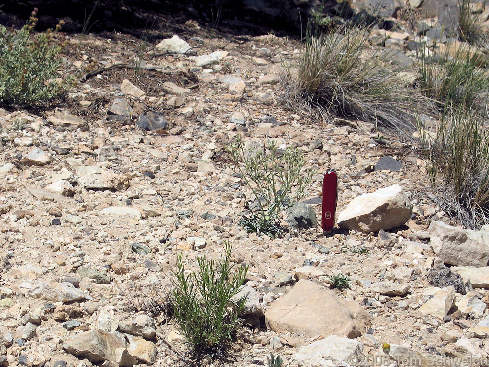 Utah, Beaver County, Wah Wah Summit, Frasera albomarginata