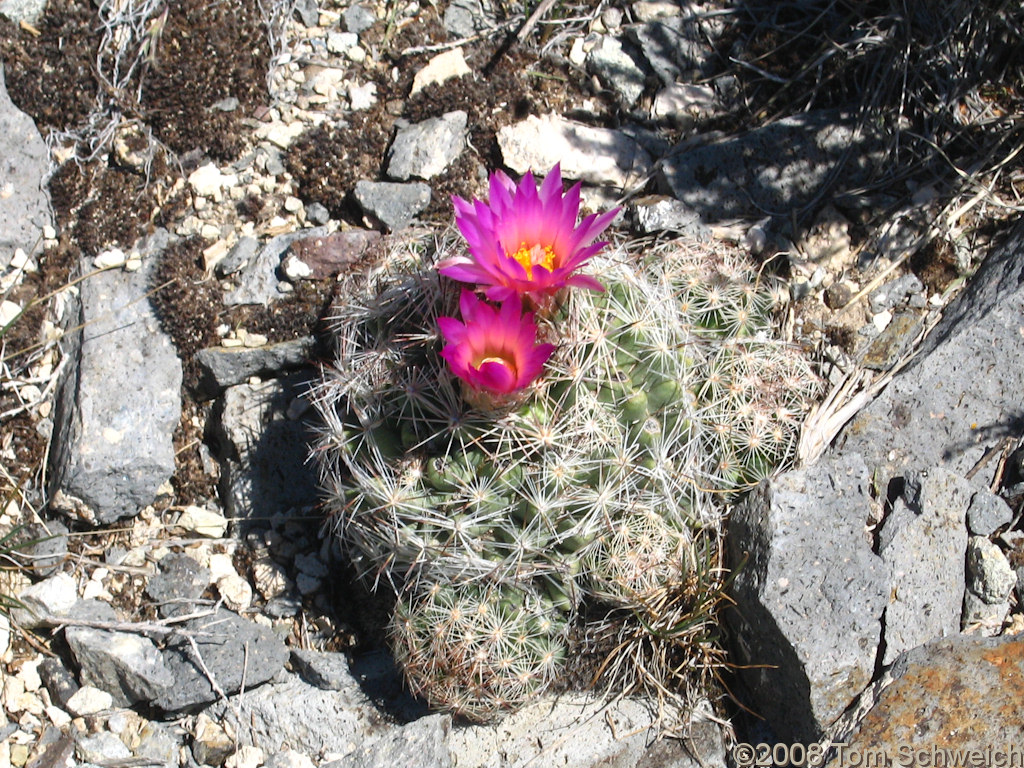 Cactaceae Corypantha vivipara