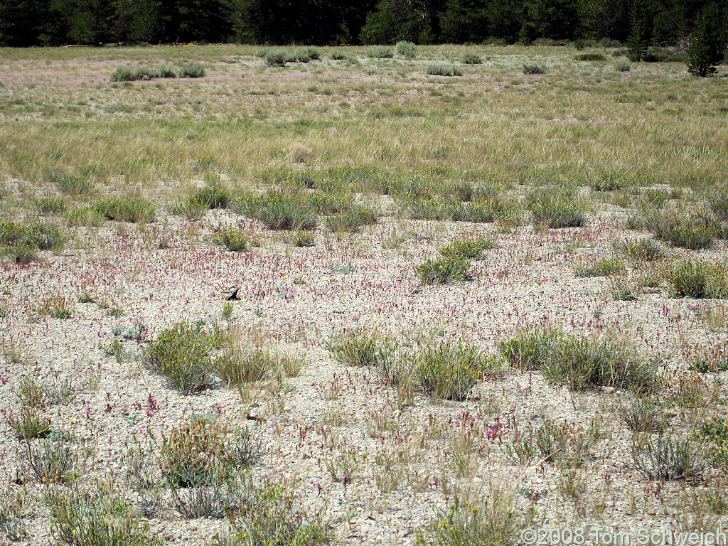 Phyrmaceae Mimulus nanus mephiticus