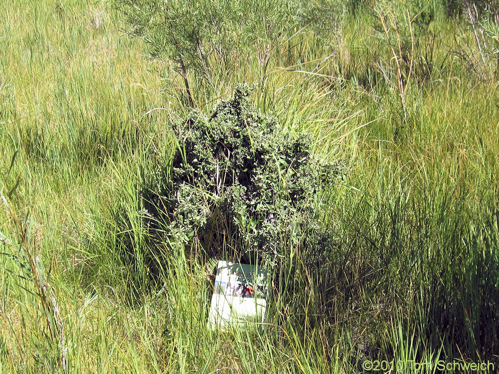Elaeagnaceae Shepherdia argentea