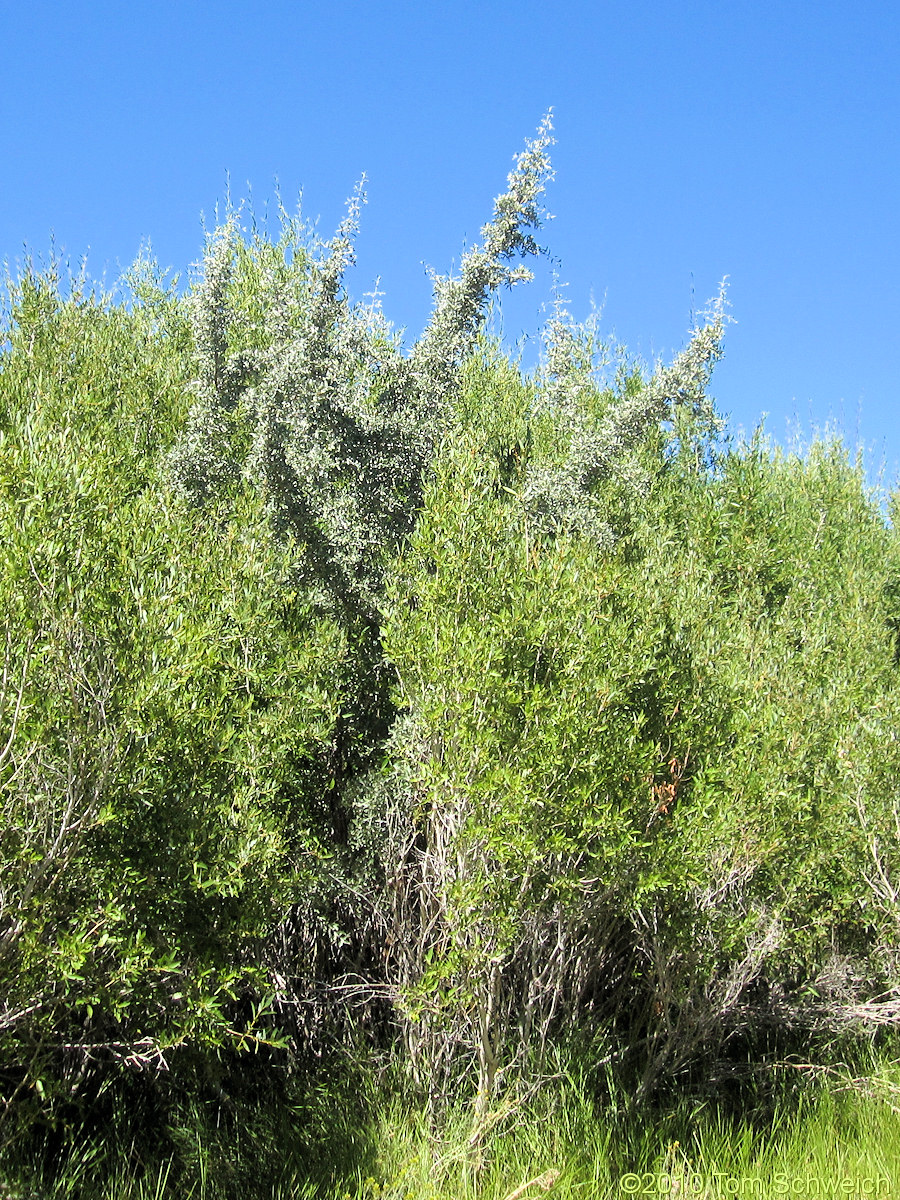 Elaeagnaceae Shepherdia argentea