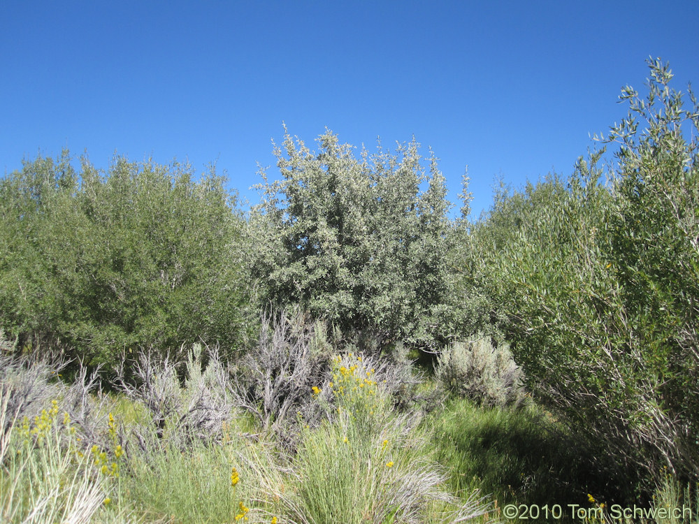 Elaeagnaceae Shepherdia argentea