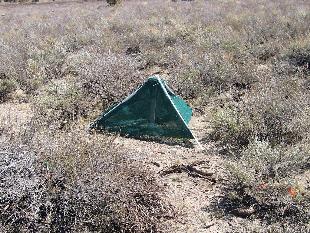 California, Mono County, Long Valley, Deadman Creek