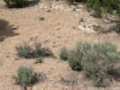 Full Size Image