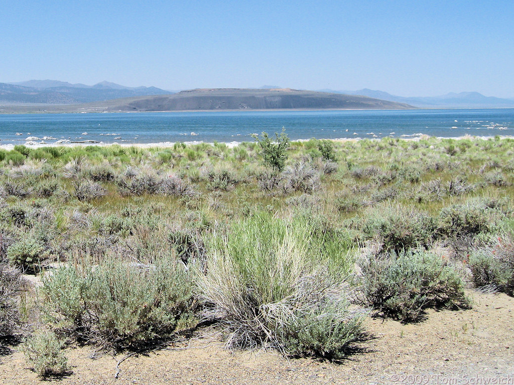 Site P-5, Mono Lake, Mono County, California