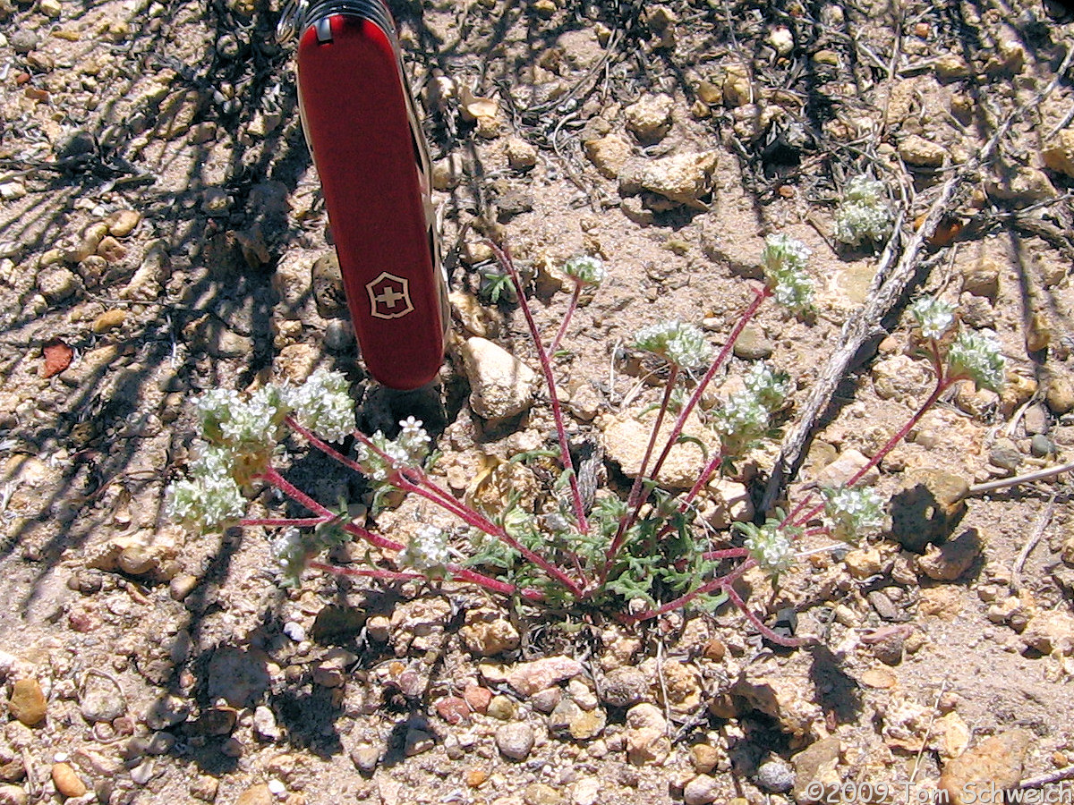 Polemoniaceae Ipomopsis congesta