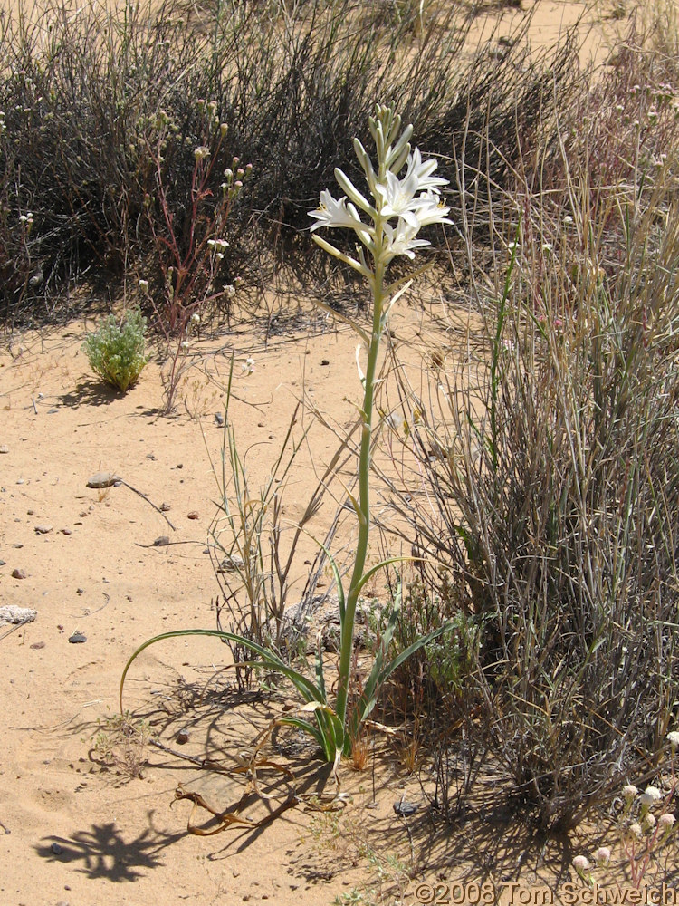 Agavaceae Hesperocallis undulata