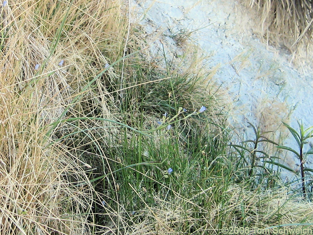 California, Inyo County, Little Sand Spring