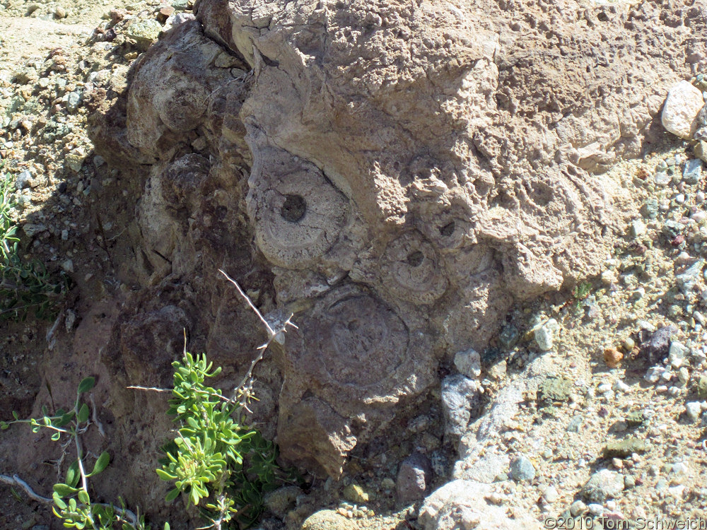 California, San Bernardino County, Owl Canyon
