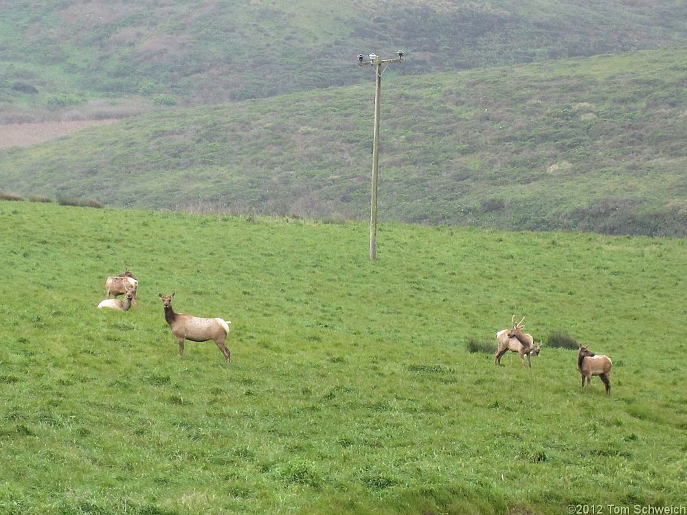 California, Marin County, Point Reyes