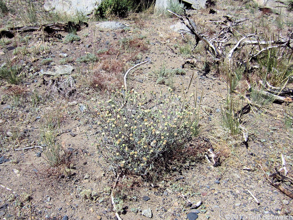 Asteraceae Chaenactis douglasii douglasii