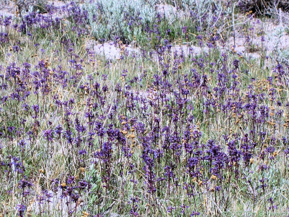 California, Mono County, Croked Meadows, Penstemon cinicola
