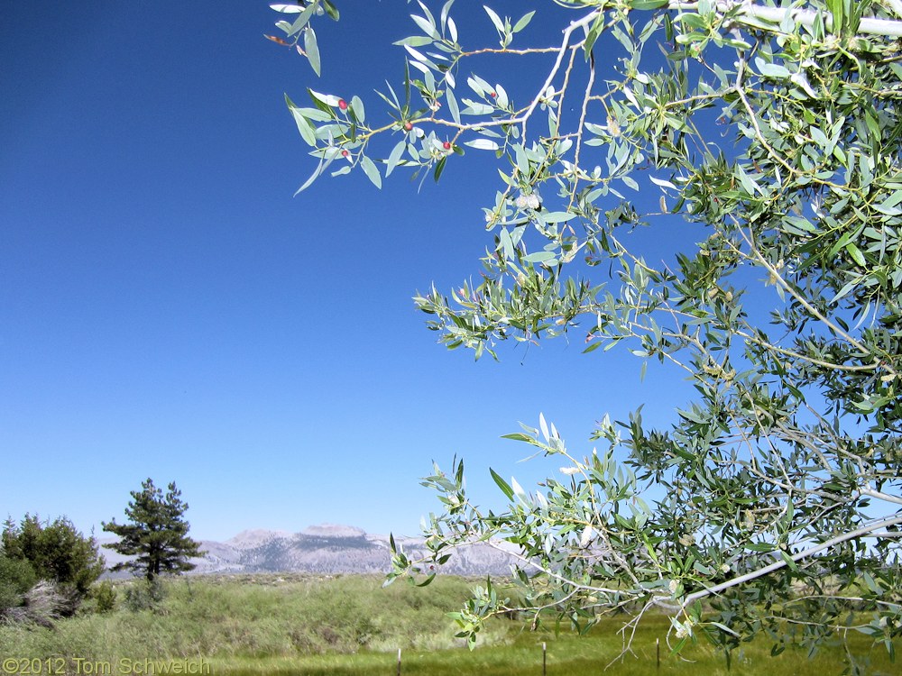 Salicaceae Salix geyeriana