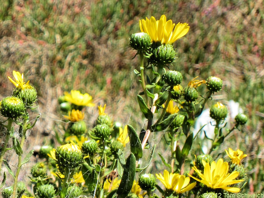 Asteraceae, Grindelia hirsutula