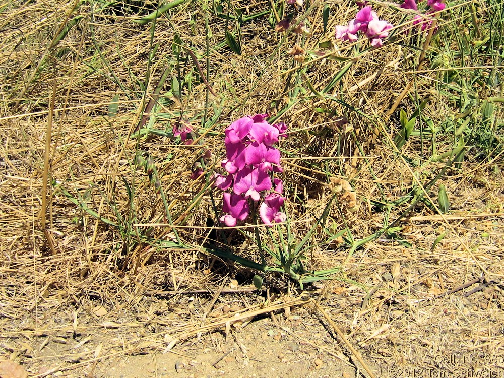 Fabaceae Lathyrus latifolius