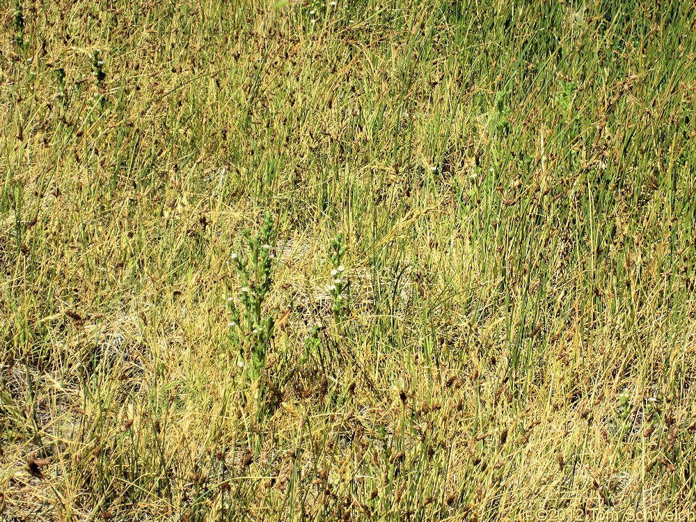 Species - Asteraceae