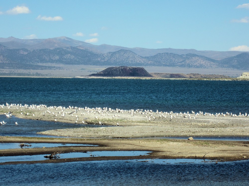 California, Mono County, California, Mono County, Rush Creek delta