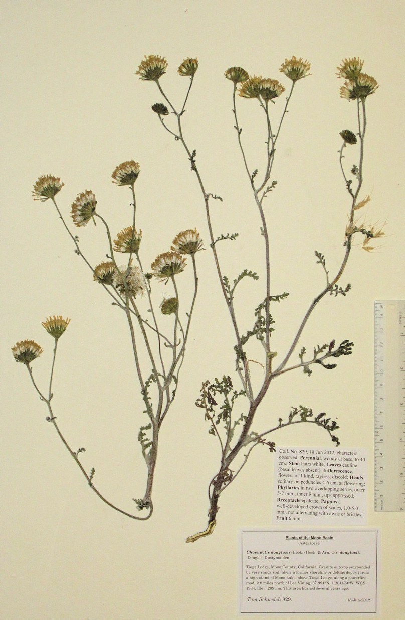 Asteraceae Chaenactis douglasii douglasii