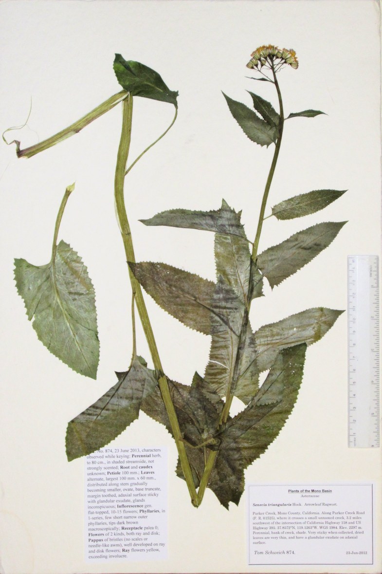Asteraceae Senecio triangularis